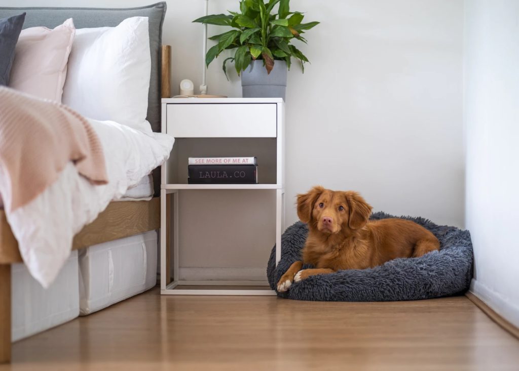 model apartment interior design bedroom with dog on pet bed